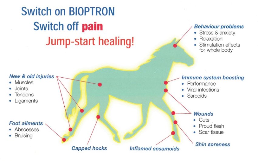 BIOPTRON HEALING THERAPY FOR HORSES